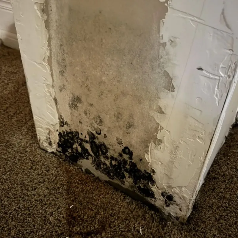 Professional Mold Removal in Triangle, VA